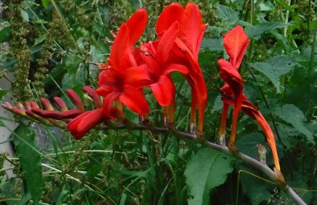 Beautiful Red Flower T shirt